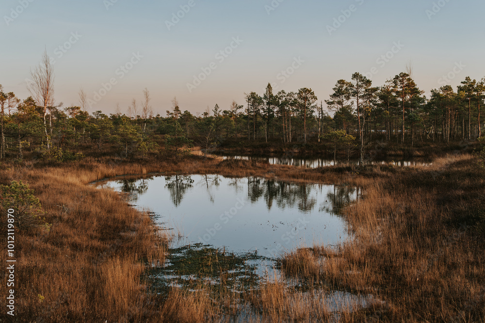 Great kemeri Bog, Latvia at January Great kemeri Bog, Latvia at January