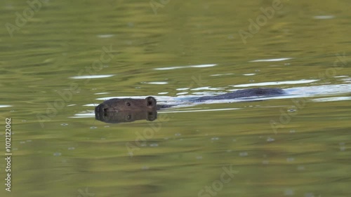 A beaver swims through a deep pond. The Eurasian beaver (Castor fiber) or European beaver is a species of beaver widespread across Eurasia.