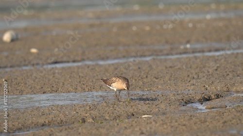 A large sandpiper runs along the shore in search of food. Action shot. The ruff (Calidris pugnax) is a medium-sized wading bird that breeds in marshes and wet meadows across northern Eurasia.
