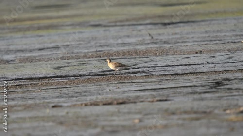 A large sandpiper runs along the shore in search of food. Action shot. The ruff (Calidris pugnax) is a medium-sized wading bird that breeds in marshes and wet meadows across northern Eurasia.
