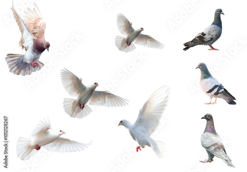 set of birds, set of flying birds, pigeon flying , pigeons isolated on white transparent background