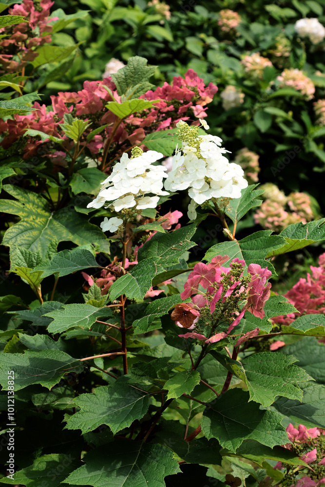 white and pink flowers of hydrangea bush in park white and pink flowers of hydrangea bush in park