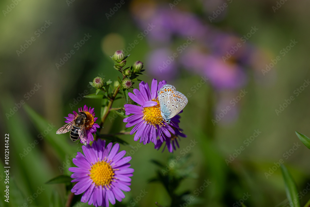 A Common blue butterfly (Polyommatus icarus), perched on Michaelmas daisies (Aster). A Common blue butterfly (Polyommatus icarus), perched on Michaelmas daisies (Aster).