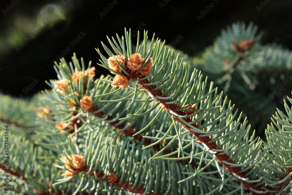 twig of spruce coniferous tree and cones twig of spruce coniferous tree and cones
