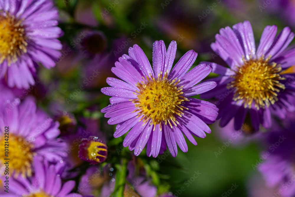 A Michaelmas daisy (Aster amellus) in sunlight. A Michaelmas daisy (Aster amellus) in sunlight.