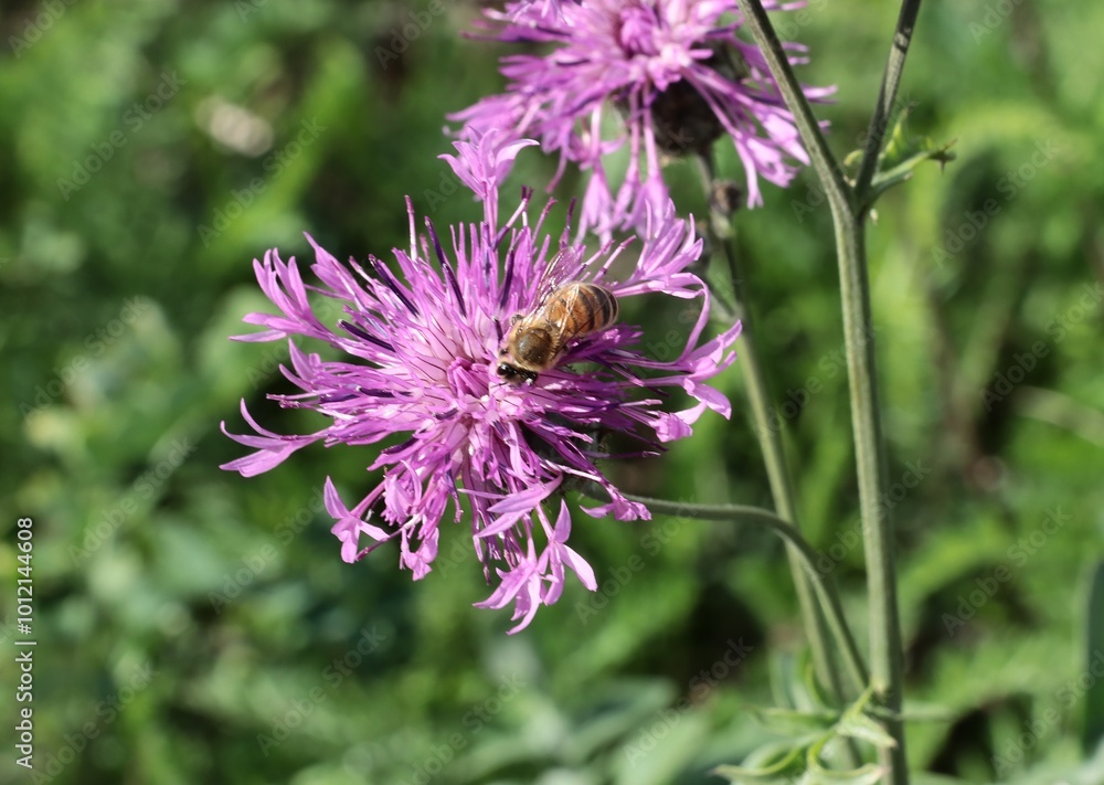Purple flower of knapweed - Centaurea jacea and bee insect close up Purple flower of knapweed - Centaurea jacea and bee insect close up