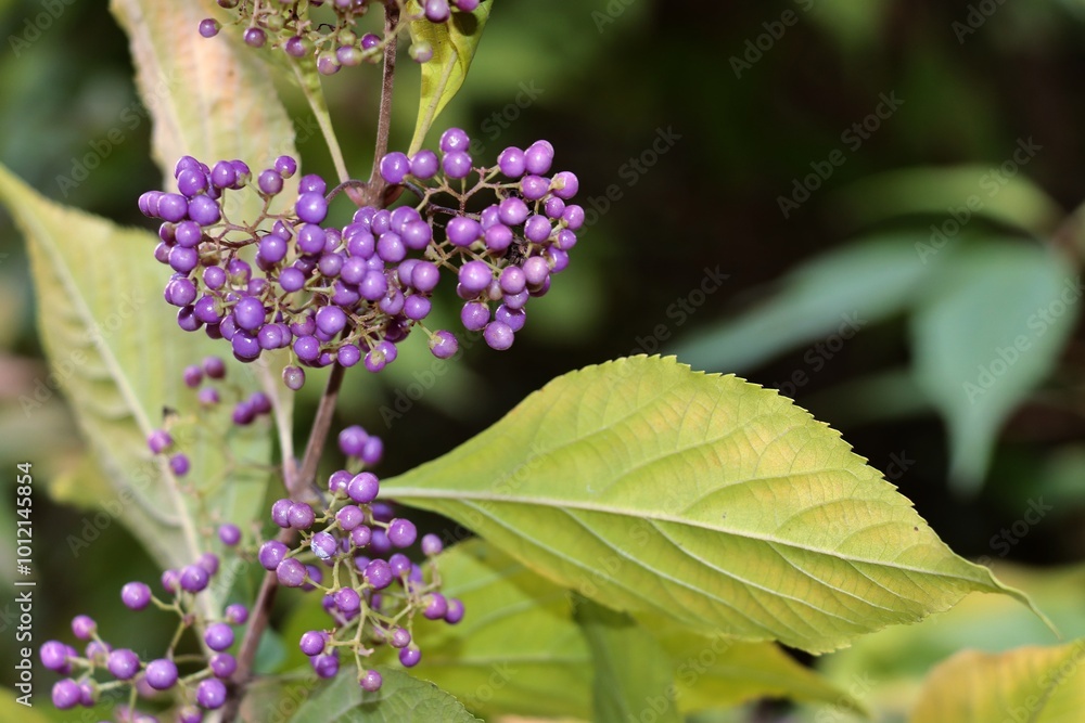 corymb lila fruits of -Callicarpa Japonica tree -Verbenaceae Family corymb lila fruits of -Callicarpa Japonica tree -Verbenaceae Family