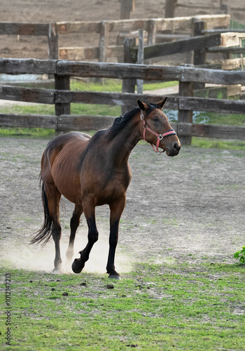 Horse on the farm