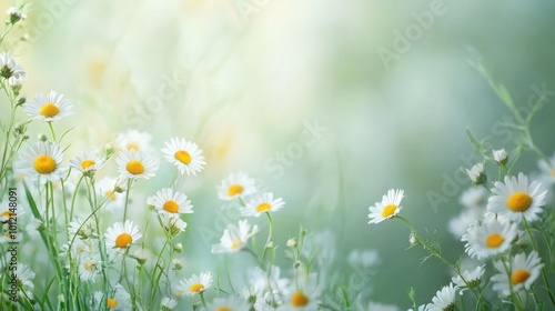 Fresh Daisy Field. Beautiful Floral Meadow in Springtime