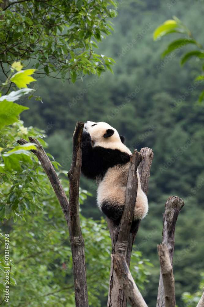 Obraz premium Little Panda on the tree, Wolong Panda Base