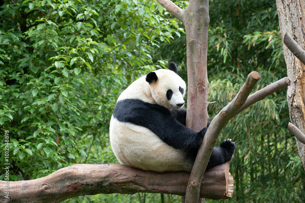 Obraz premium Female Panda, Rui Rui, Wolong Panda Base