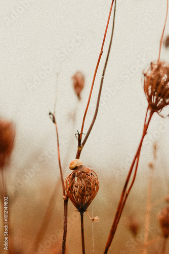 snail on dry grass flowers on an autumn morning in the fog