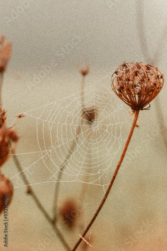 Cobwebs on dry grass flowers on an autumn morning in the fog