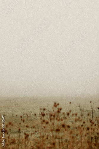 Autumn morning in the countryside in the fog
