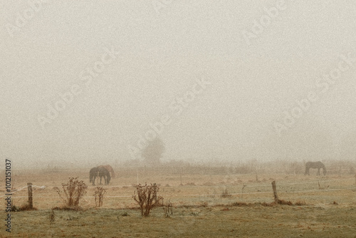 Horses graze at dawn, fog falls in the distance