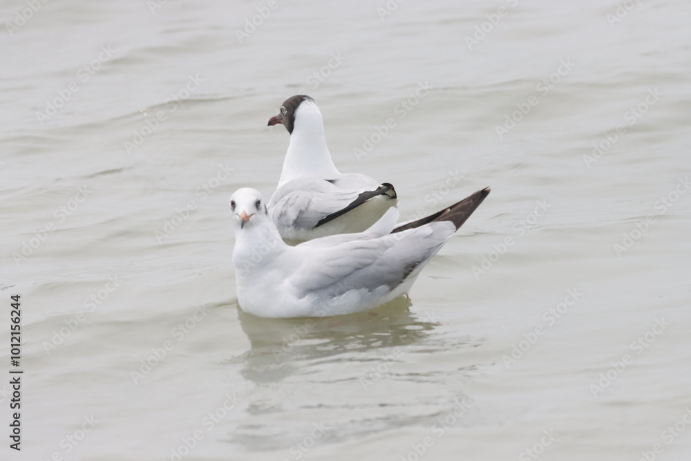 This photograph features a Brown-headed Gull in flight over the coastal waters of Odisha. With its distinctive brown head and white body, the gull gracefully soars above the ocean, 