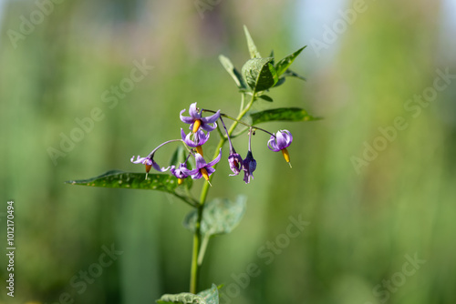 Bittersweet nightshade (solanum dulcamara) flowers photo