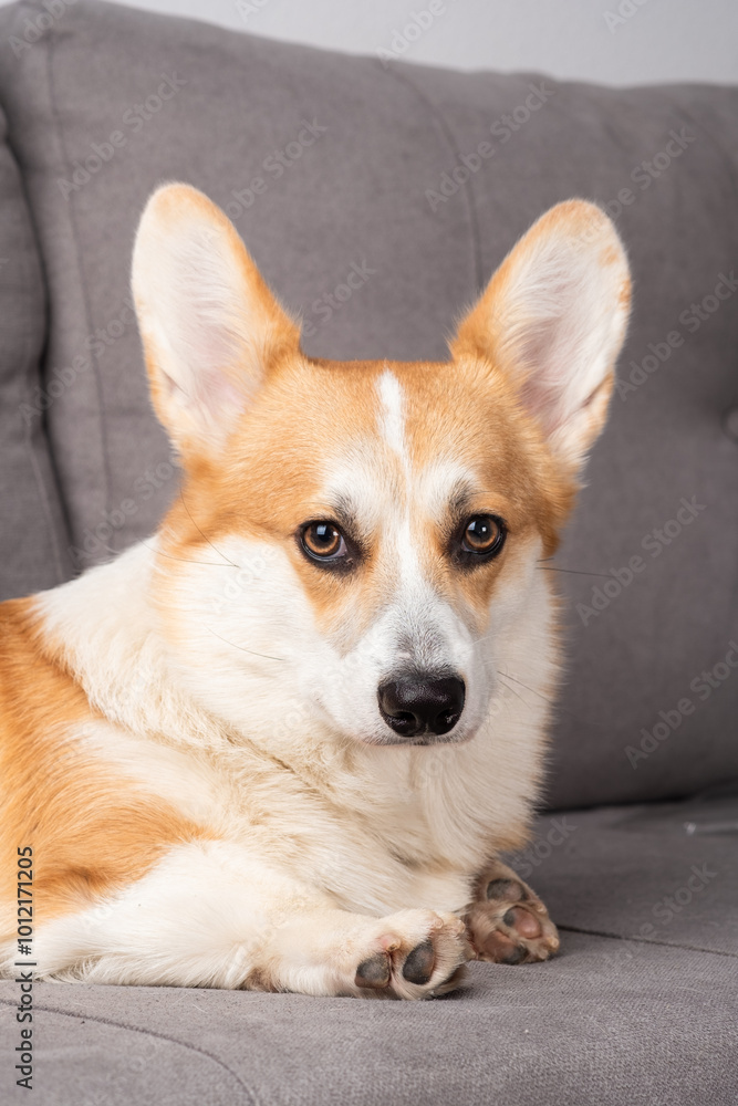 A small dog with a pink tongue is sitting on a couch A small dog with a pink tongue is sitting on a couch
