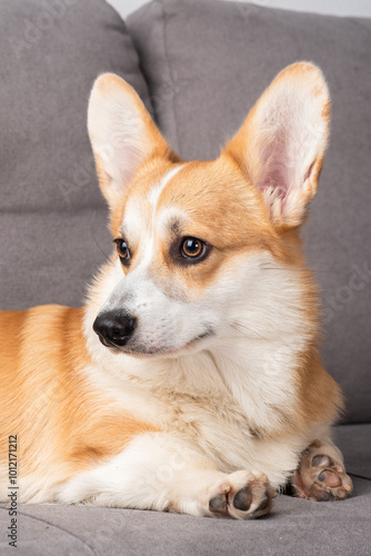 A small dog with a pink tongue is sitting on a couch