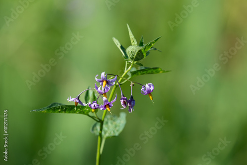 Tableau sur toile Bittersweet nightshade (solanum dulcamara) flowers