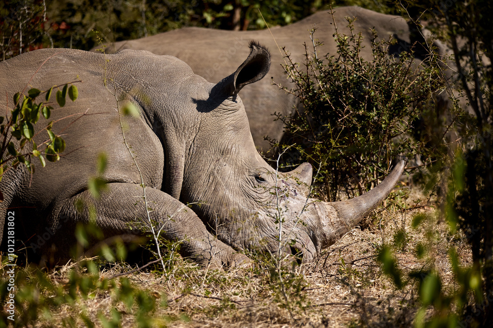 Obraz premium The White Rhino, also known as the square-lipped rhinoceros, is one of the two species of rhinos native to Africa. It is the larger of the two, with a broad mouth used for grazing.