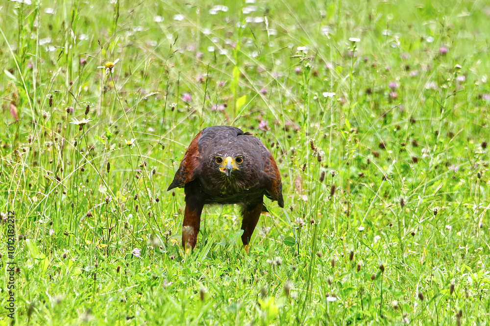 Obraz premium Brown eagle walking in the green field