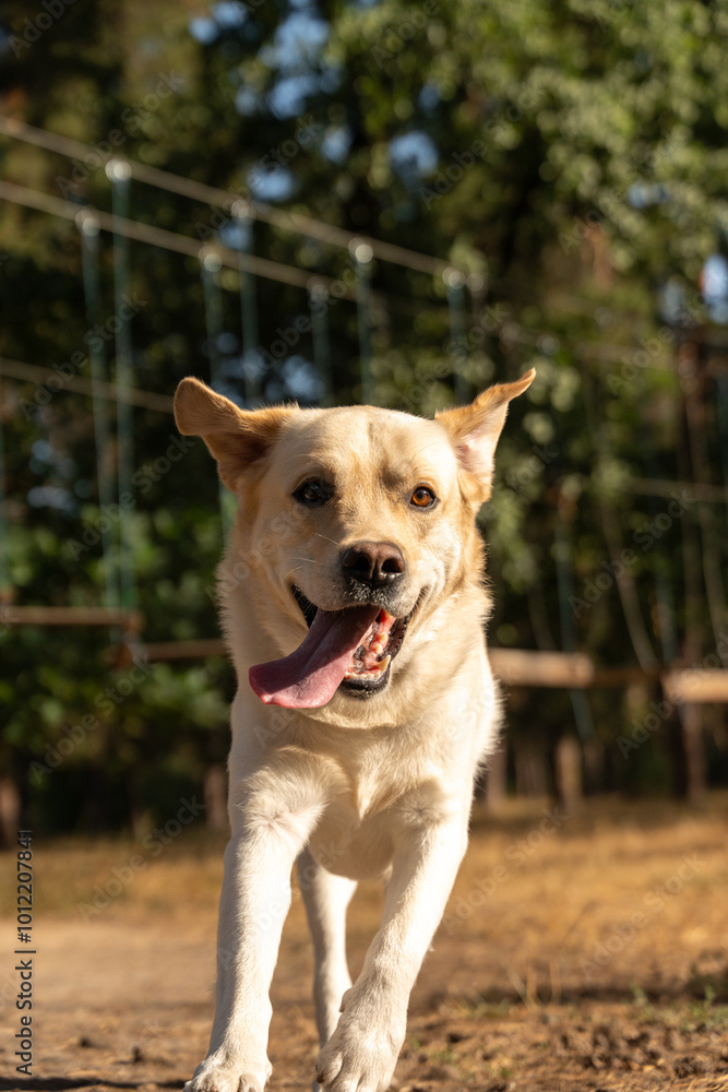 Happy labrador retriever running in the park Happy labrador retriever running in the park