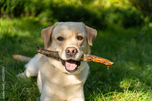 Fotografie Happy labrador retriever chewing a stick in the grass