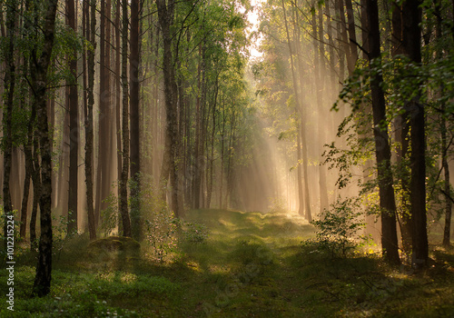 Forest after rain