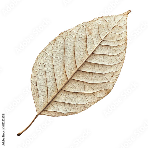 Dried tree leaf, isolated over transparent background, PNG, cutout photo