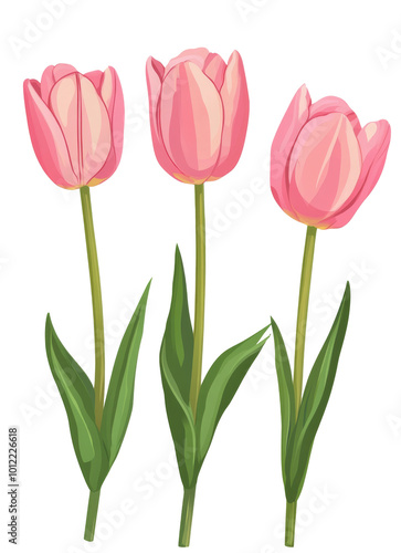 Beautiful pink tulips with green leaves standing gracefully in a vibrant flor...