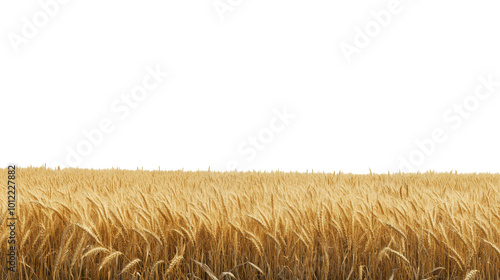 Golden wheat field ready for harvest under a bright sky during late summer af...