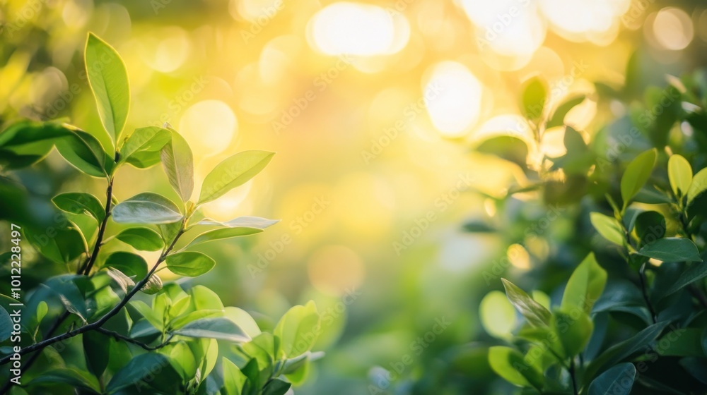 Sunlit Greenery Sunlit Greenery