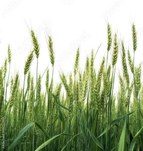 Wheat stalks swaying gently in a sprawling field during a calm overcast day