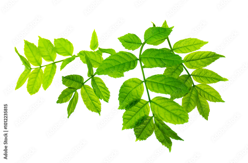 Green elderberry leaves. Green leaf close-up. on transparent, png. Herbal medicine.Natural greens plants and leaf Green elderberry leaves. Green leaf close-up. on transparent, png. Herbal medicine.Natural greens plants and leaf