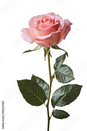 Delicate pink rose with lush green leaves on a long stem against a white background