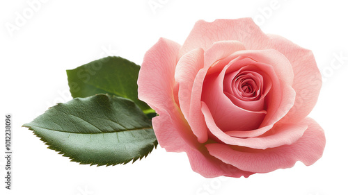 A single pink rose with green leaves against a white background on a serene day