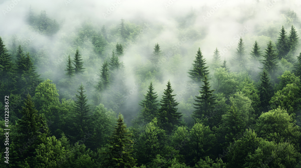 A foggy pine forest with vibrant green trees fading into the mist. The thick layer of fog adds an otherworldly, ethereal quality to the scene, making the dense foliage seem to float in the misty air. A foggy pine forest with vibrant green trees fading into the mist. The thick layer of fog adds an otherworldly, ethereal quality to the scene, making the dense foliage seem to float in the misty air.
