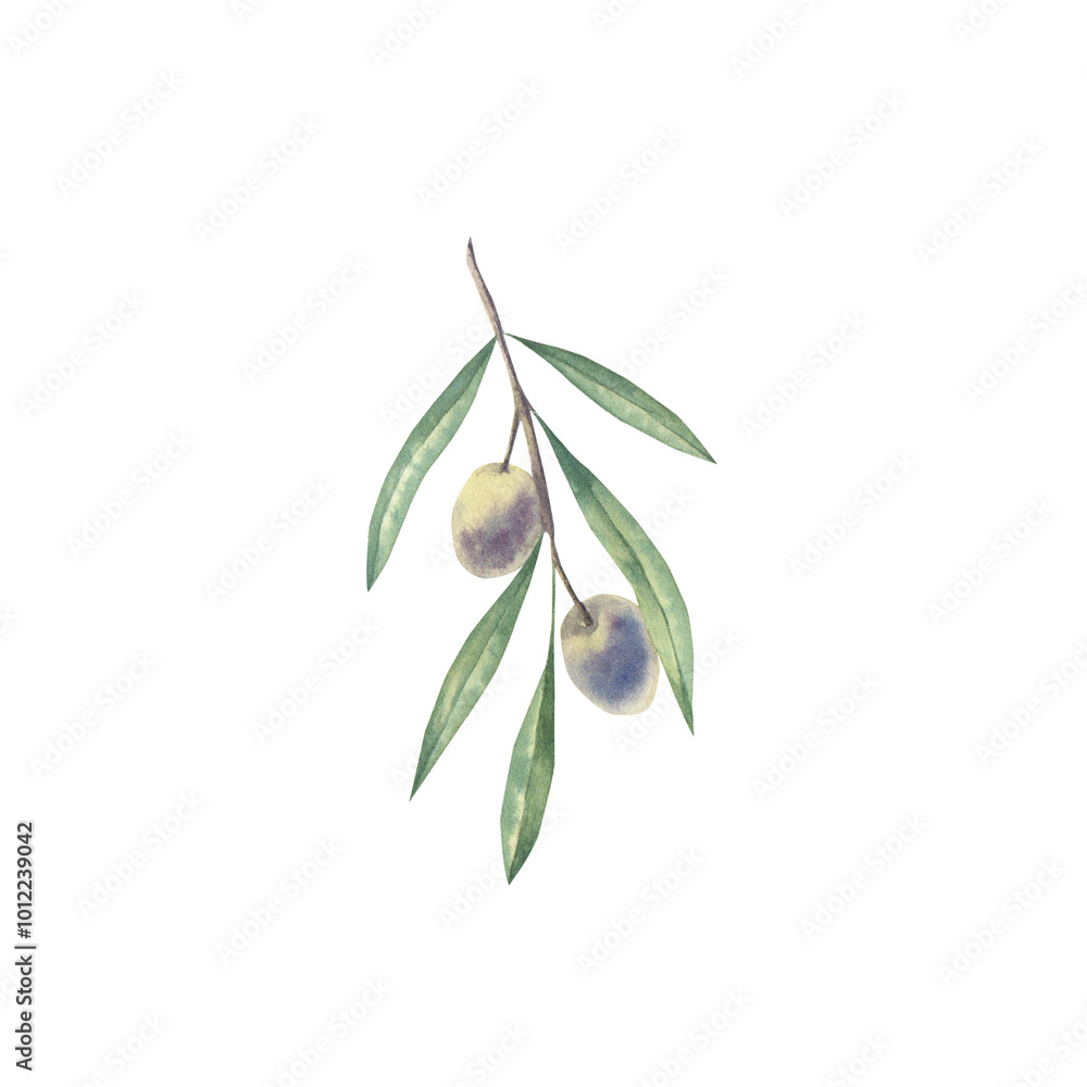 Obraz premium Watercolor hand drawn olive green branch illustration.
