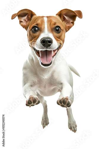 A joyful Belgian Malinois dog running towards the camera with enthusiasm in a bright space