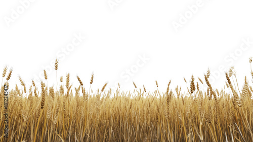 Golden wheat field ready for harvest under a bright sky during late summer afternoon