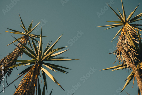 palm tree branches