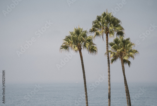 palm tree in the sea