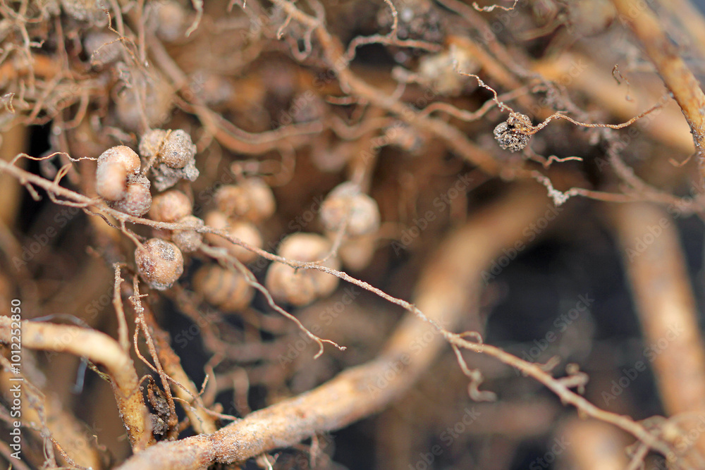 Nodule bacteria and legume roots Nodule bacteria and legume roots