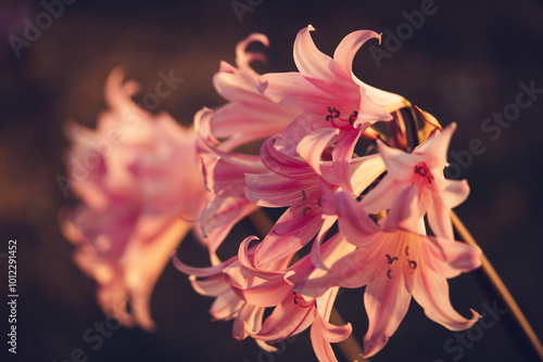 Naked Lady Lilies photo