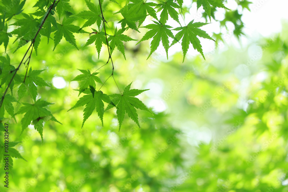 楓 葉 緑 楓 葉 緑
