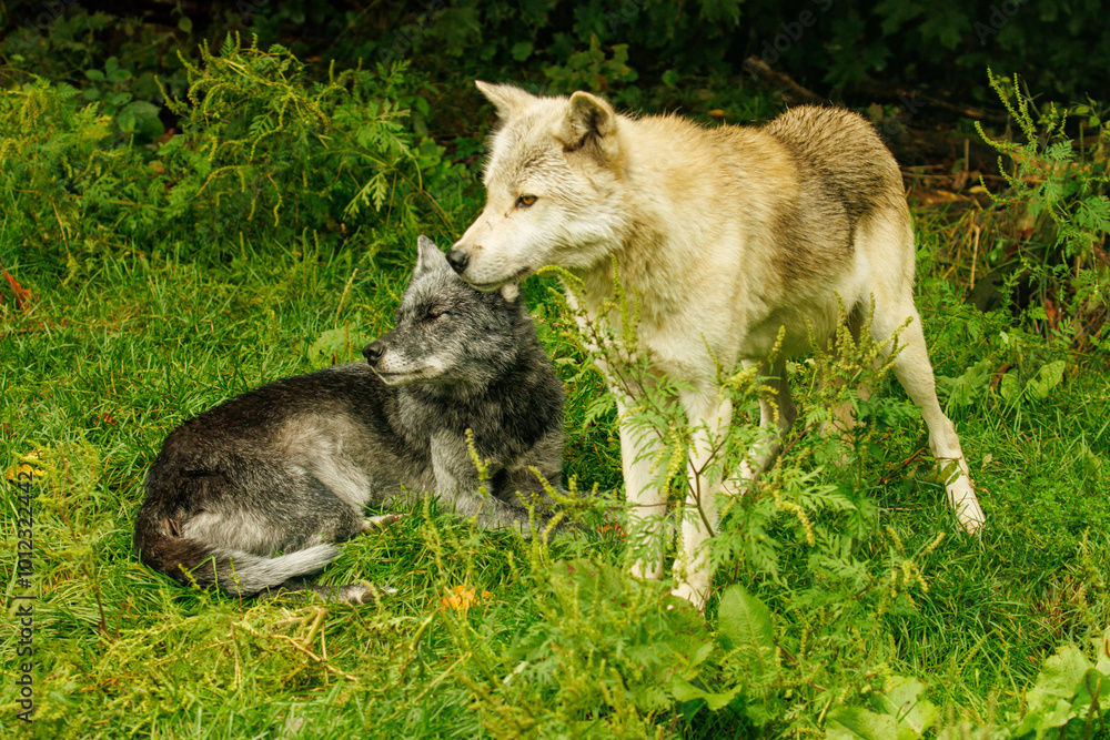 Fototapeta premium Two wolves together in the grass, one standing, one laying down.