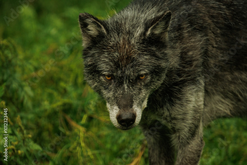 Black wolf staring you down