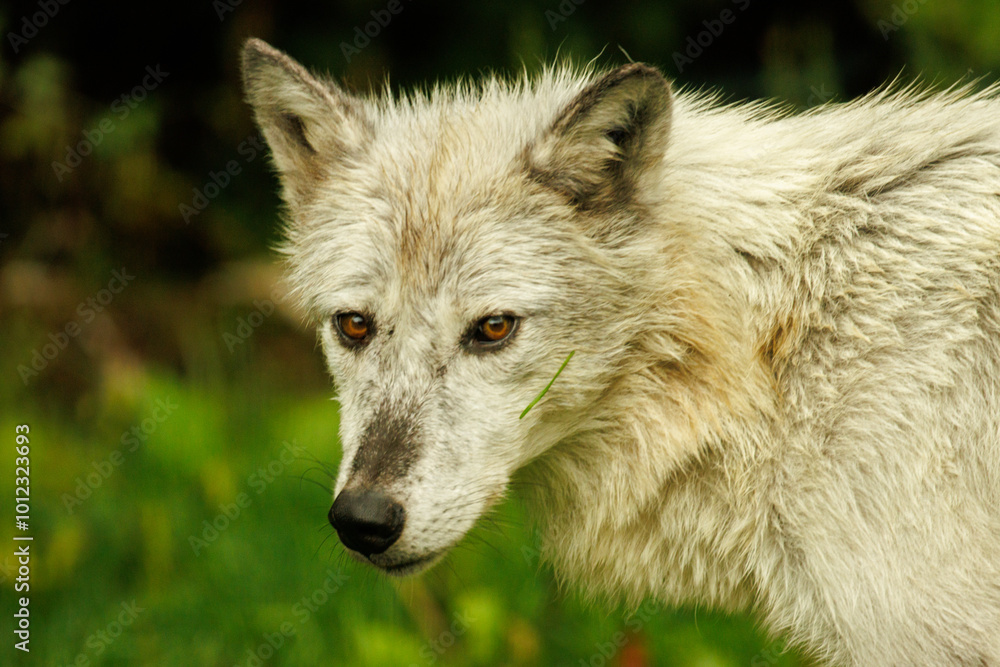 Portrait of a white wolf staring straight at you. Portrait of a white wolf staring straight at you.