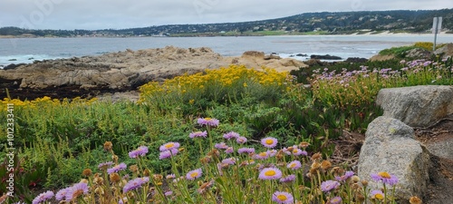Obraz na płótnie Carmel California coastline purple flowers
